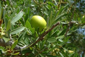 The benefits of argan oil for the skin