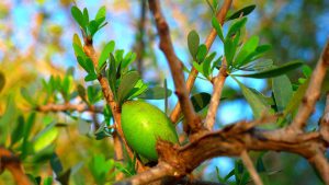 The benefits of argan oil for the skin
