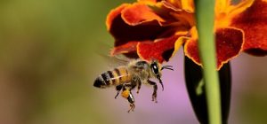 Bee Venom Skincare
