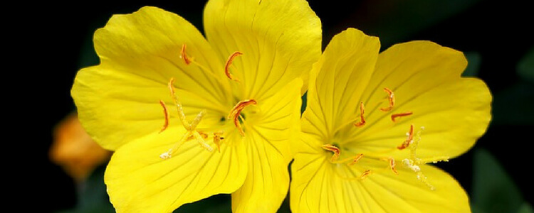 Evening Primrose For Skin