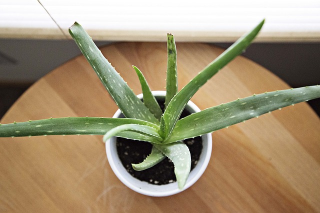 The benefits of aloe vera for the skin