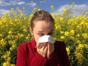 Pycnogenol for allergies