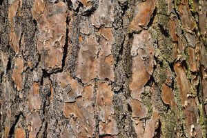 Pine tree bark