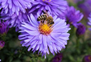 Manuka Doctor Bee Venom